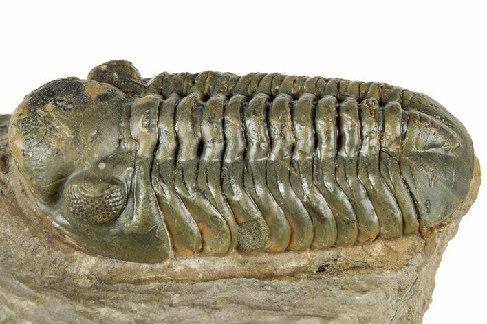 Prone Reedops Trilobite - Atchana, Morocco #322268
